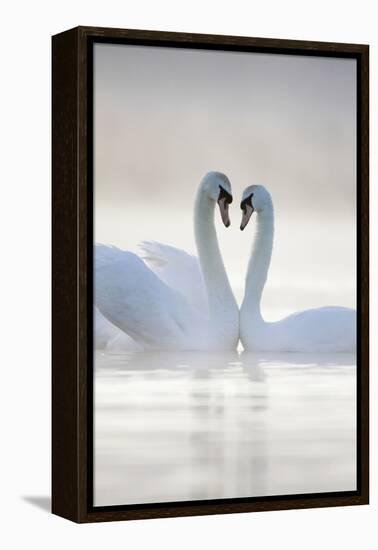 Mute Swans Pair in Courtship Behaviour Back-Lit-null-Framed Premier Image Canvas