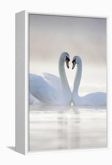 Mute Swans Pair in Courtship Behaviour Back-Lit-null-Framed Premier Image Canvas