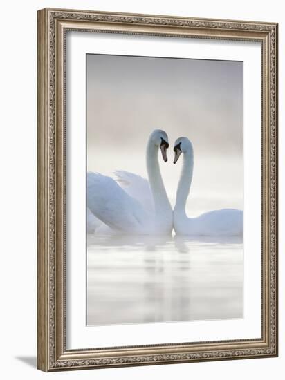 Mute Swans Pair in Courtship Behaviour Back-Lit-null-Framed Photographic Print