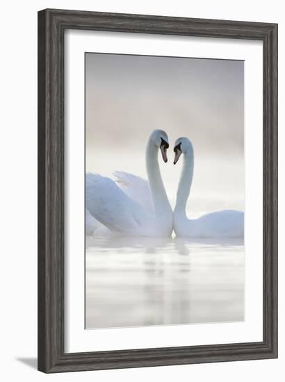 Mute Swans Pair in Courtship Behaviour Back-Lit-null-Framed Photographic Print