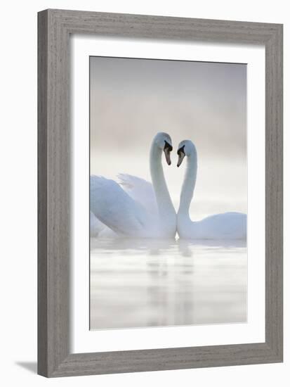 Mute Swans Pair in Courtship Behaviour Back-Lit-null-Framed Photographic Print