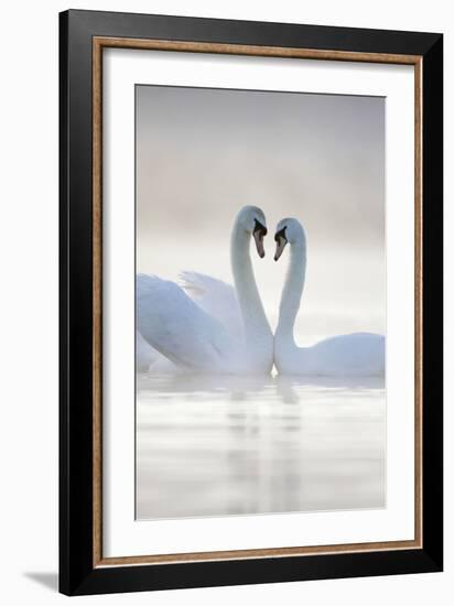 Mute Swans Pair in Courtship Behaviour Back-Lit-null-Framed Photographic Print