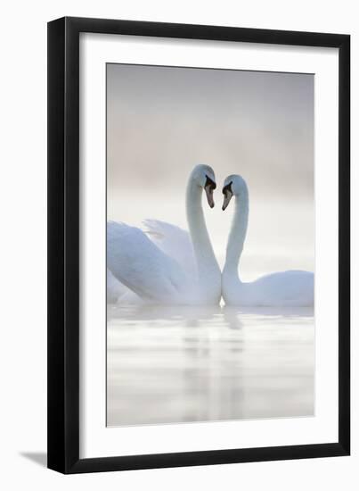 Mute Swans Pair in Courtship Behaviour Back-Lit-null-Framed Photographic Print