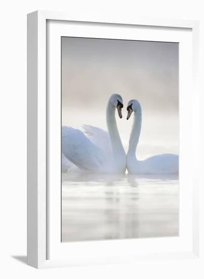 Mute Swans Pair in Courtship Behaviour Back-Lit--Framed Photographic Print