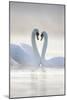 Mute Swans Pair in Courtship Behaviour Back-Lit-null-Mounted Photographic Print