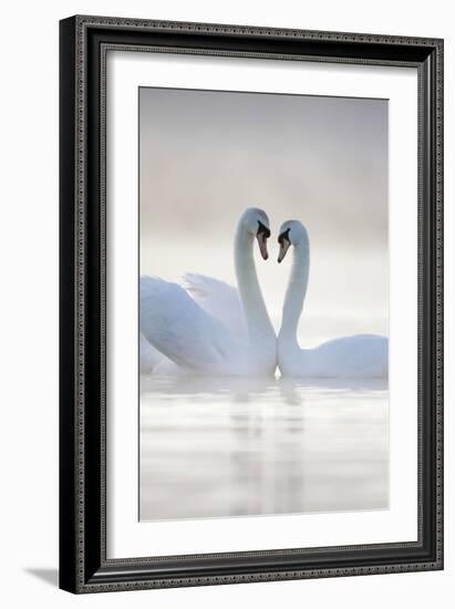 Mute Swans Pair in Courtship Behaviour Back-Lit-null-Framed Photographic Print