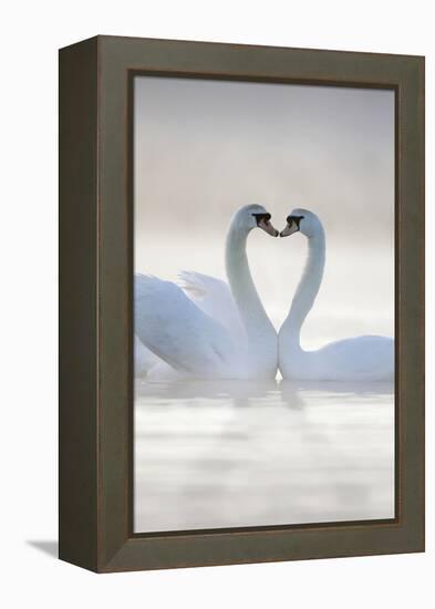 Mute Swans Pair in Courtship Behaviour-null-Framed Premier Image Canvas