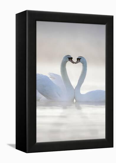 Mute Swans Pair in Courtship Behaviour-null-Framed Premier Image Canvas