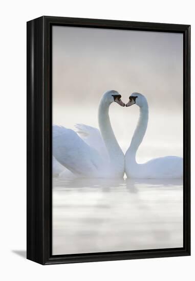 Mute Swans Pair in Courtship Behaviour-null-Framed Premier Image Canvas