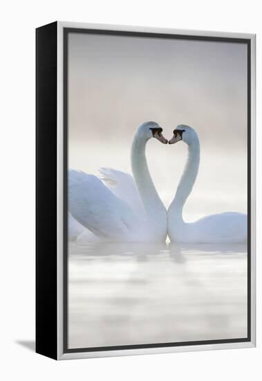 Mute Swans Pair in Courtship Behaviour-null-Framed Premier Image Canvas