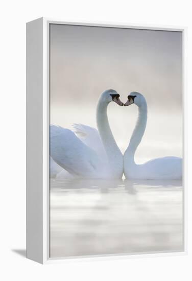 Mute Swans Pair in Courtship Behaviour-null-Framed Premier Image Canvas