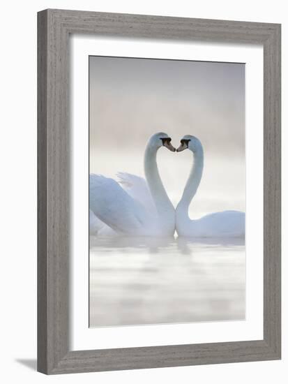 Mute Swans Pair in Courtship Behaviour-null-Framed Photographic Print