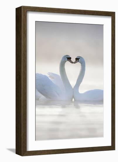 Mute Swans Pair in Courtship Behaviour-null-Framed Photographic Print