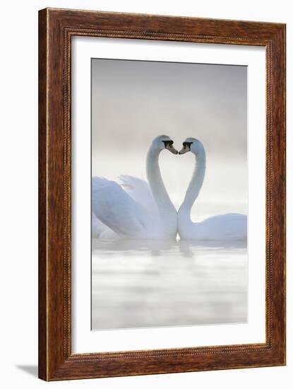 Mute Swans Pair in Courtship Behaviour-null-Framed Photographic Print