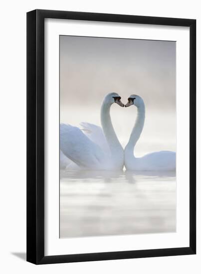 Mute Swans Pair in Courtship Behaviour-null-Framed Photographic Print