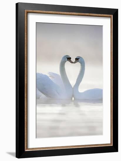 Mute Swans Pair in Courtship Behaviour-null-Framed Photographic Print