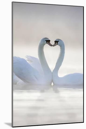 Mute Swans Pair in Courtship Behaviour-null-Mounted Photographic Print