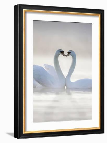 Mute Swans Pair in Courtship Behaviour-null-Framed Photographic Print