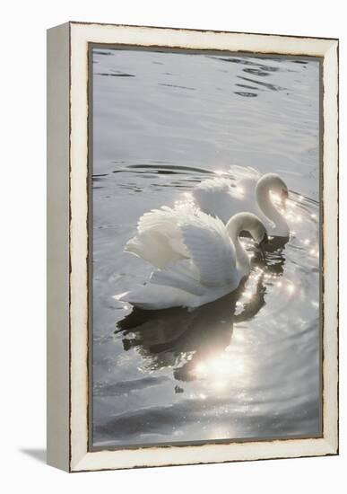 Mute Swans-Peter Scoones-Framed Premier Image Canvas