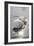 Mute Swans-Peter Scoones-Framed Premium Photographic Print