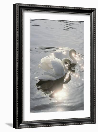 Mute Swans-Peter Scoones-Framed Premium Photographic Print