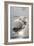 Mute Swans-Peter Scoones-Framed Photographic Print