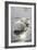 Mute Swans-Peter Scoones-Framed Photographic Print