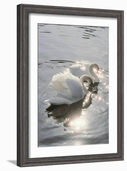 Mute Swans-Peter Scoones-Framed Photographic Print