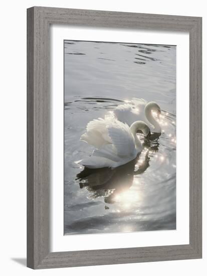 Mute Swans-Peter Scoones-Framed Photographic Print