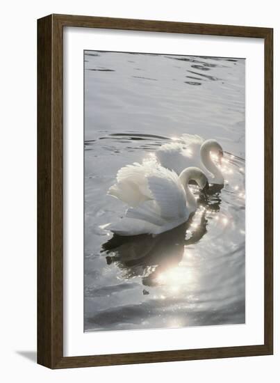 Mute Swans-Peter Scoones-Framed Photographic Print