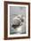 Mute Swans-Peter Scoones-Framed Photographic Print