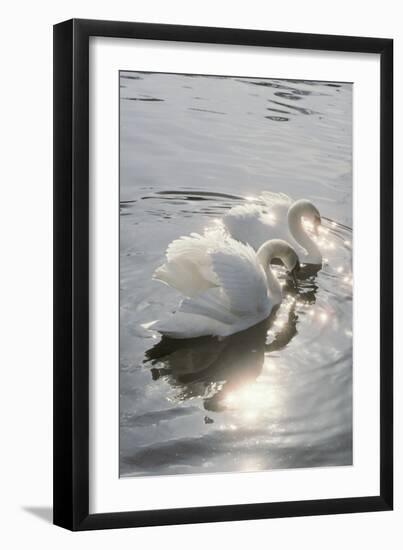 Mute Swans-Peter Scoones-Framed Photographic Print