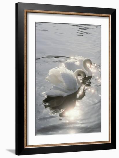 Mute Swans-Peter Scoones-Framed Photographic Print