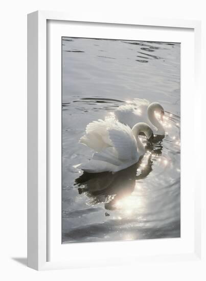 Mute Swans-Peter Scoones-Framed Photographic Print