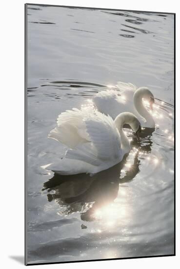 Mute Swans-Peter Scoones-Mounted Photographic Print