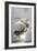 Mute Swans-Peter Scoones-Framed Photographic Print