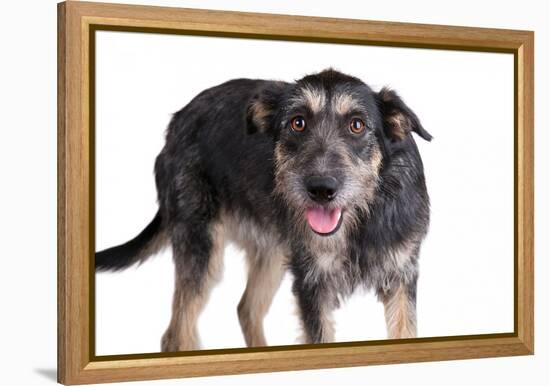 Mutt-Fabio Petroni-Framed Premier Image Canvas