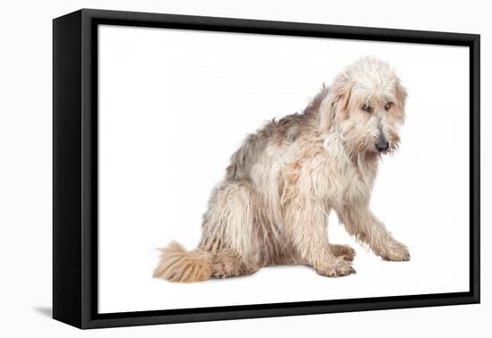 Mutt-Fabio Petroni-Framed Premier Image Canvas