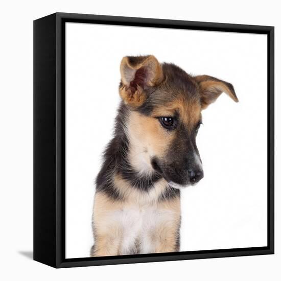 Mutt-Fabio Petroni-Framed Premier Image Canvas