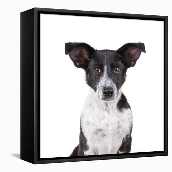 Mutt-Fabio Petroni-Framed Premier Image Canvas