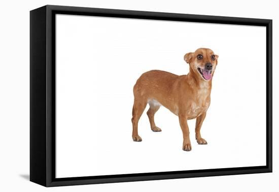 Mutt-Fabio Petroni-Framed Premier Image Canvas