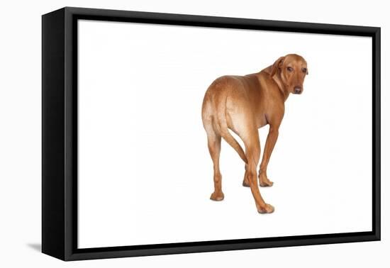 Mutt-Fabio Petroni-Framed Premier Image Canvas