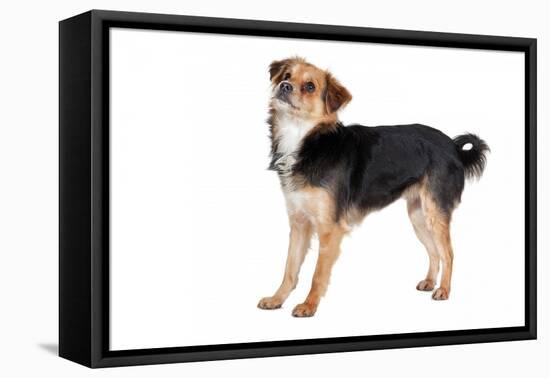 Mutt-Fabio Petroni-Framed Premier Image Canvas