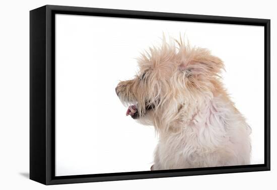 Mutt-Fabio Petroni-Framed Premier Image Canvas