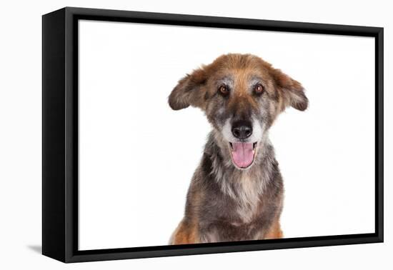 Mutt-Fabio Petroni-Framed Premier Image Canvas