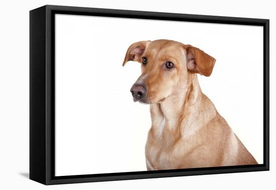 Mutt-Fabio Petroni-Framed Premier Image Canvas