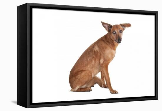 Mutt-Fabio Petroni-Framed Premier Image Canvas