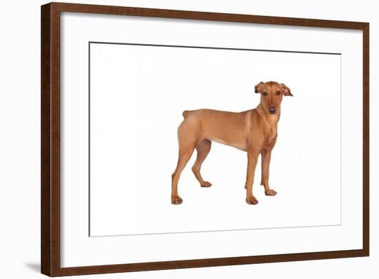 Mutt-Fabio Petroni-Framed Photographic Print