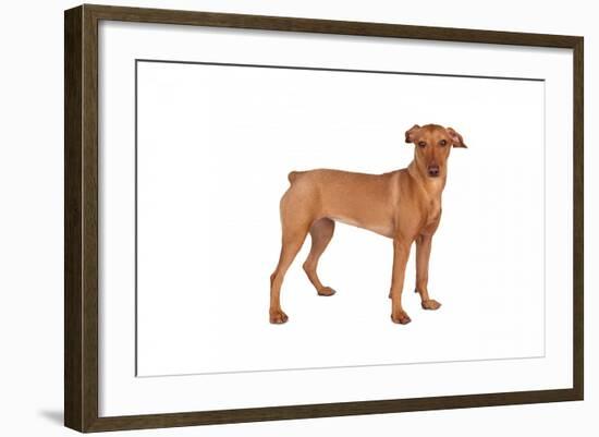 Mutt-Fabio Petroni-Framed Photographic Print