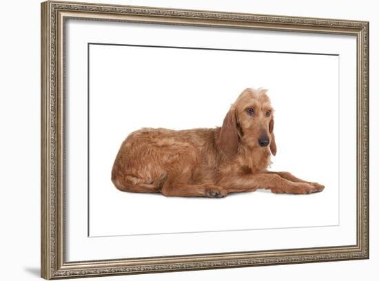 Mutt-Fabio Petroni-Framed Photographic Print